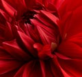 Red dahlia flower macro shot