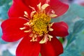 Red Petal Dahlia Flower Mandala