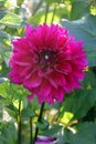 red dahlia flower among plants in bright sunlight Royalty Free Stock Photo