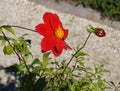 Red dahlia flower Royalty Free Stock Photo