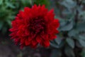 Red dahlia flower with sharp, summer green garden, close-up view, bushes back