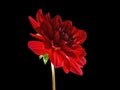 Red dahlia flower side view isolated with clipping path Royalty Free Stock Photo