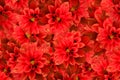 Red Dahlia flower. The spring floral picture of dahlia flower full of colors. Banner with flowers. Royalty Free Stock Photo