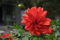 Red Dahlia flower Royalty Free Stock Photo