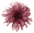 Red dahlia flower white background isolated with clipping path. Closeup. For design. Royalty Free Stock Photo