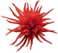 Red Dahlia flower, white isolated background with clipping path. Closeup. no shadows. For design. Bright shaggy flower. Royalty Free Stock Photo