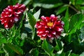 Red dahlia on flowerbed at summer park. Royalty Free Stock Photo