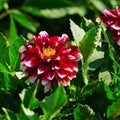 Red dahlia on flower bed at summer park. Royalty Free Stock Photo