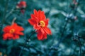 Red dahlia flowers on faded blurry blue green background. Dark art moody floral.