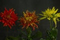 red dahlia flowers in front of black background. Royalty Free Stock Photo