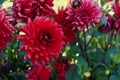 Red dahlia flowers in full blossom are surrounded by leaves in dark green shades. Royalty Free Stock Photo