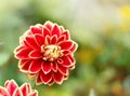 Red dahlia flowers Royalty Free Stock Photo