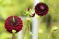 Red dahlia with grasshopper Royalty Free Stock Photo