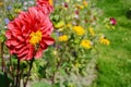 Red dahlia with a hoverfly against a colourful garden Royalty Free Stock Photo