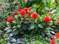 Red Dahlia flowers in autumn backyard flowerbed