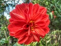 Red Dahlia looking beauty