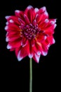 Red dahlia macro Royalty Free Stock Photo