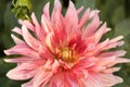 Red dahlia	macro in the garden Royalty Free Stock Photo