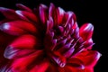 Red dahlia macro Royalty Free Stock Photo