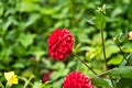 red dahlia Royalty Free Stock Photo