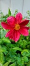 Red dahlia pinnata speciment in bloom Royalty Free Stock Photo