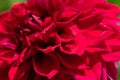 Red dahlia seasonal flower with plenty delicate fragile petals
