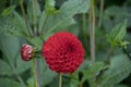 Red dahlia on a stem with bud Royalty Free Stock Photo