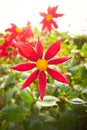 Red DAHLIA `TRELYN SEREN` flowers in bloom Royalty Free Stock Photo