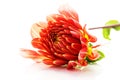 Red dahlia, white background Royalty Free Stock Photo