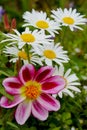 Red dahlia and white daisy flowers on a background of greenery is out of focus .. Composition of beautiful daisies and dahlia and