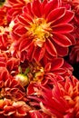 Red Dahlias