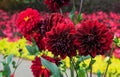 Red Dahlias Arabian night bloom in the garden Royalty Free Stock Photo