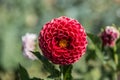 Red dahlias in bloom