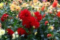 Red dahlias in the center. Royalty Free Stock Photo