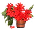 Red dahlias in a ceramic vase isolated in motion Royalty Free Stock Photo