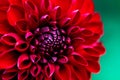 Beautiful red dahlias close-up. Royalty Free Stock Photo