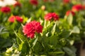 Red dahlias growing in a flowerpot in a nursery, a greenhouse Royalty Free Stock Photo