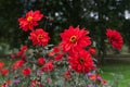 Red Dahlias Single-flowered blossoms Outdoor trees