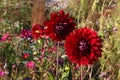 Red Dahlias in Wildflower Meadow