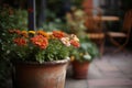 Red daisies blossoming in flower pots on medieval street of typical italian city. Generative AI Royalty Free Stock Photo