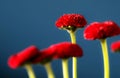Red daisies on a blue background Royalty Free Stock Photo