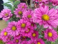 Red daisies that live in the highlands of the Wilis mountains on the island of Java Royalty Free Stock Photo