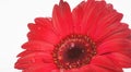 Red Daisy Royalty Free Stock Photo