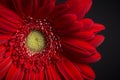 Red Daisy on Black Royalty Free Stock Photo
