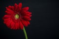 Red Daisy on Black Royalty Free Stock Photo