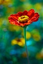 Red daisy in colored field Royalty Free Stock Photo