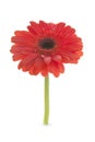 Red daisy flower