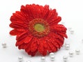 Red daisy flower