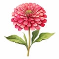 Watercolor Zinnia Clipart: Detailed Botanical Illustration On White Background Royalty Free Stock Photo