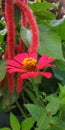 red daisy flower in jungle with focus object flower Royalty Free Stock Photo
